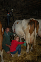 vache laitière 